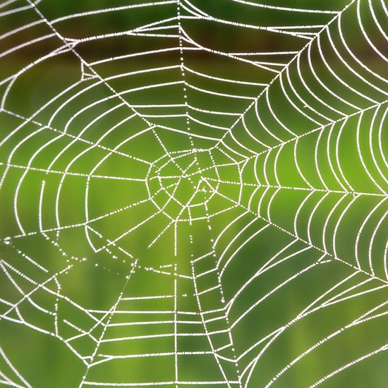 2010-02-01_spider_web_550px.jpg
