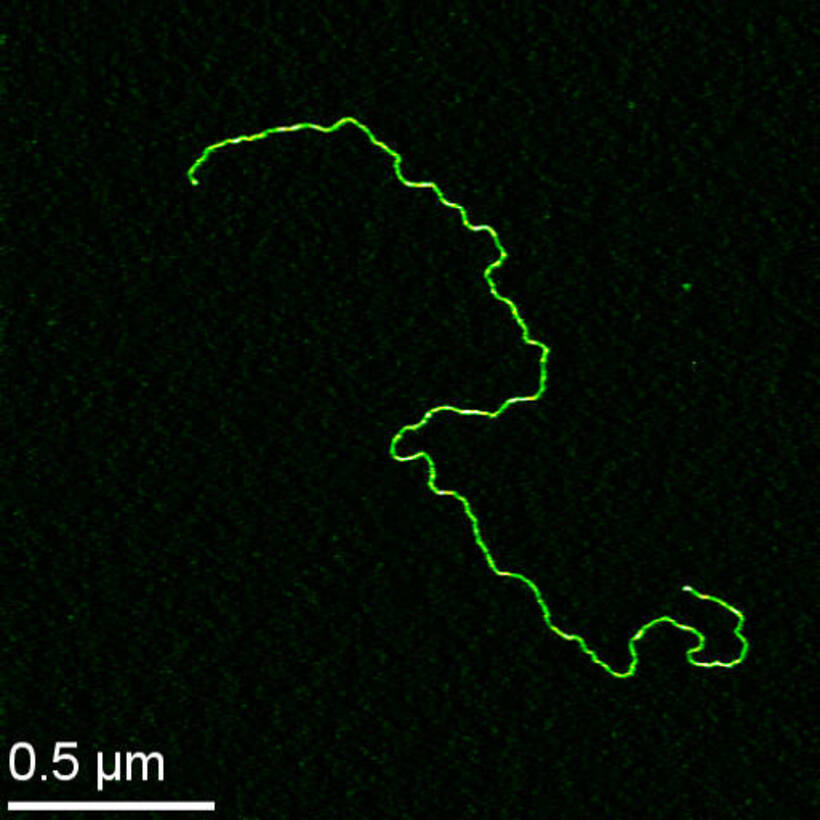 dna-mica.jpg
