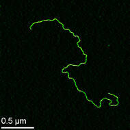 dna-mica.jpg