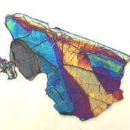 go-optical_300.jpg